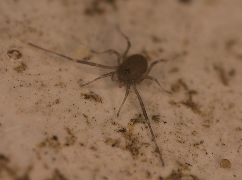 HarvestmanIMG 9476