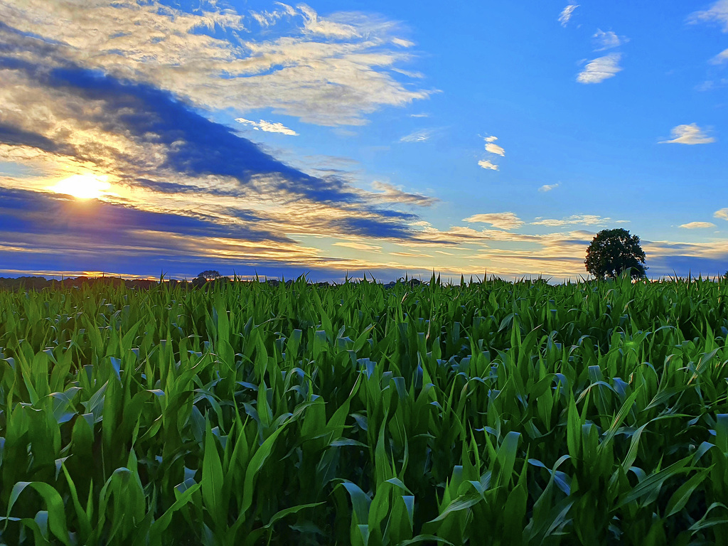 Gnosall sunset