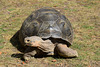 Galapagos Tortoise - 3 August 2020