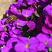 Fleißige kleine Biene 3  --  (PicinPic)