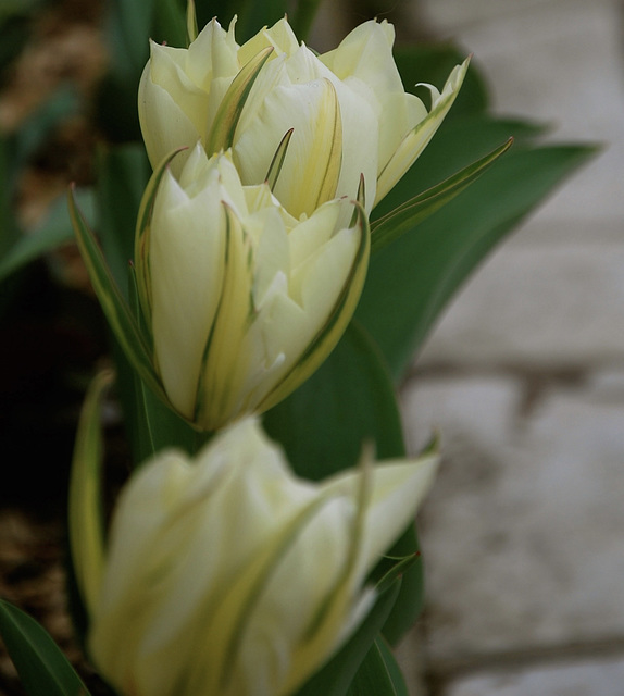 Rangée de blanc margées de vert