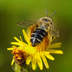 Die Hosenbiene bei der Arbeit - The pantaloon bee at work - PiPs