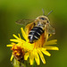 Die Hosenbiene bei der Arbeit - The pantaloon bee at work - PiPs