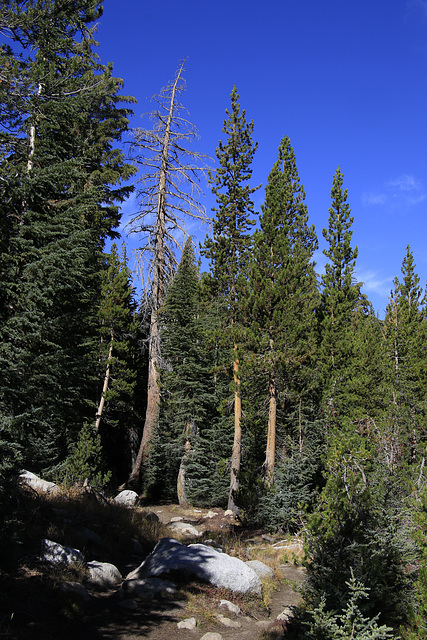 John Muir Trail to Cathedral Lakes