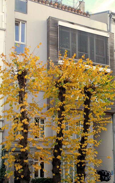 Trio von Winterlinden im Schanzenviertel/ Hamburg