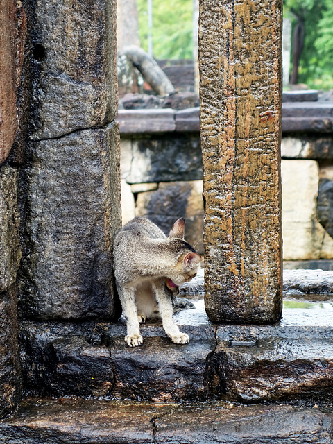 Polonnaruwa, Sri Lanka tour - the sixth day