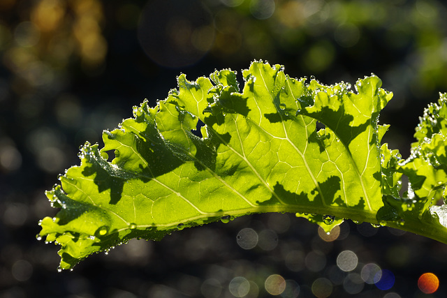 Ostfriesenpalme:) Ostfriesenpalme:)