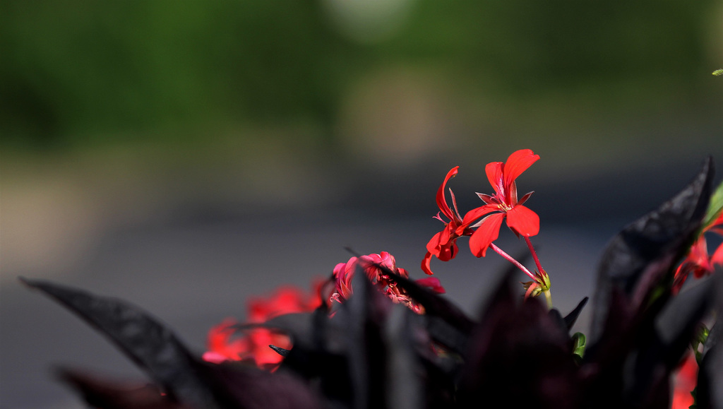 Une touche de rouge pour ceux qui n'aiment pas le B & W