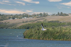 pelican at Blackstrap