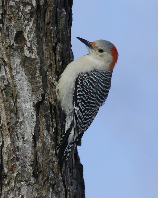 pic à ventre roux / red-bellied woodpecker