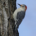 pic à ventre roux / red-bellied woodpecker