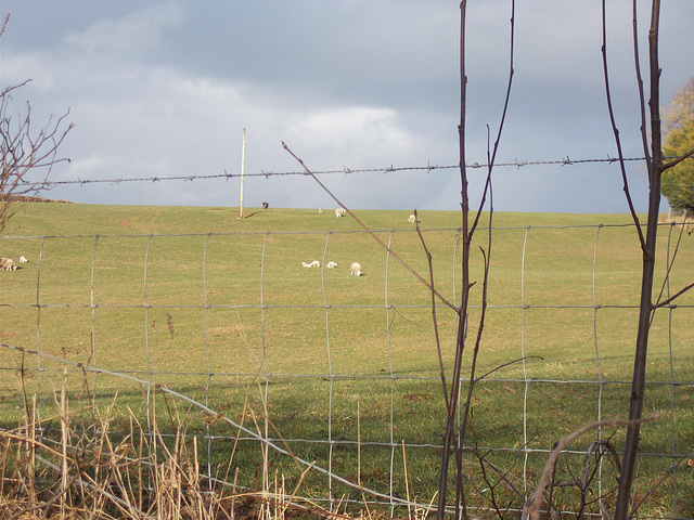 SoS[25] - first lambs of 2025 {1 of 5}