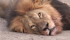Le Lion Cecil était une icône au Zimbabwe