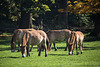 20151010 9109VRTw [D~H] Przewalski-Pferd, Wisentgehege, Springe-Deister