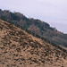 Shire Hill Trees over the wall