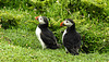 20190612 5087CPw [R~GB] Papageitaucher, Krauser Rollfarn (Cryptogramma crispa), Skomer, Wales