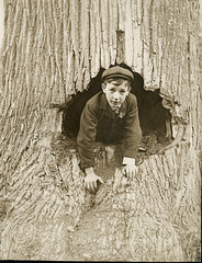 The Hollow Tree