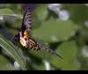 Birdwing Butterfly