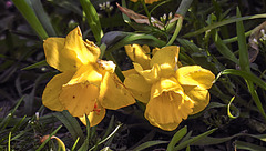 20200412 7206CPw [D~LIP] Narzisse (Narcissus pseudonarcissus), Bad Salzuflen