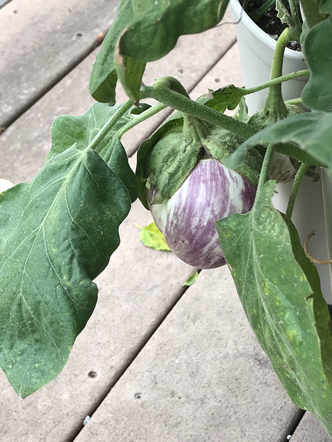 our one lone eggplant