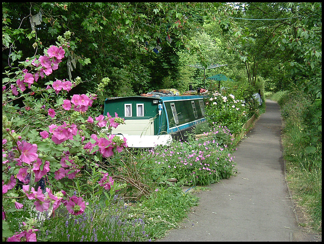 mallow by the canal path