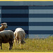 Gray Lines Sheep