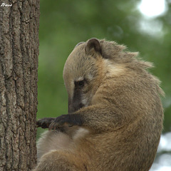 Coati roux