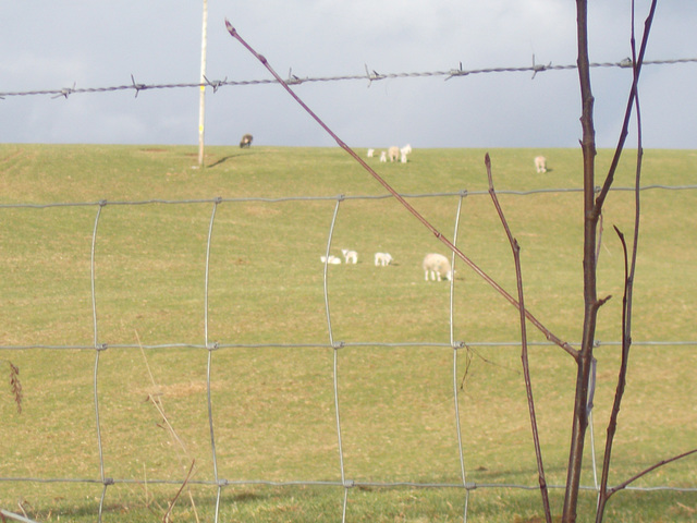 SoS[25] - first lambs of 2025 {2 of 5}