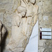 Musée archéologique de Split : fragment de sarcophage, combat d'Amazones ?