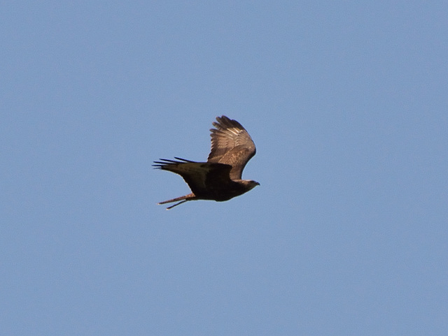 Honey Buzzard (Pernis apivorus) Buse bondree DSC 5031