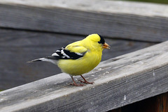 American Goldfinch