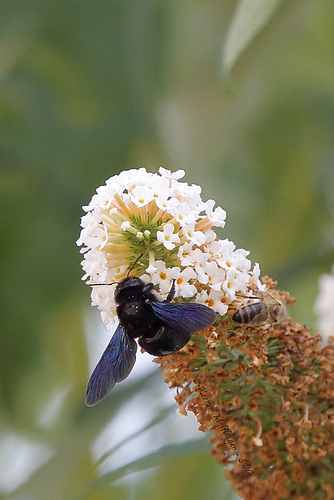 Blaue Holzbiene