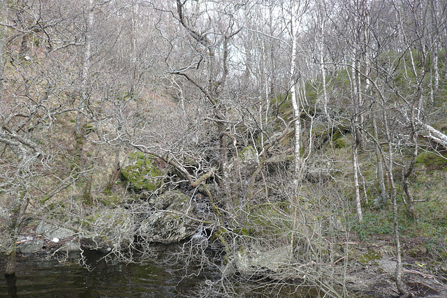 Trees At Loch Katrine