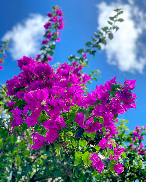 landscaping detail - Harding Ave.