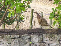 Hen Pheasant hanging out on the wall!