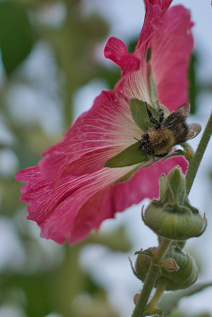 large bee at rest