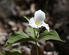 trille grandiflore ou trille blanc / large-flowered trillium