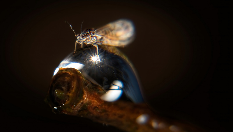 Der Ritt auf dem Wassertropfen :))  The ride on the water drop :))  La balade sur la goutte d'eau :))