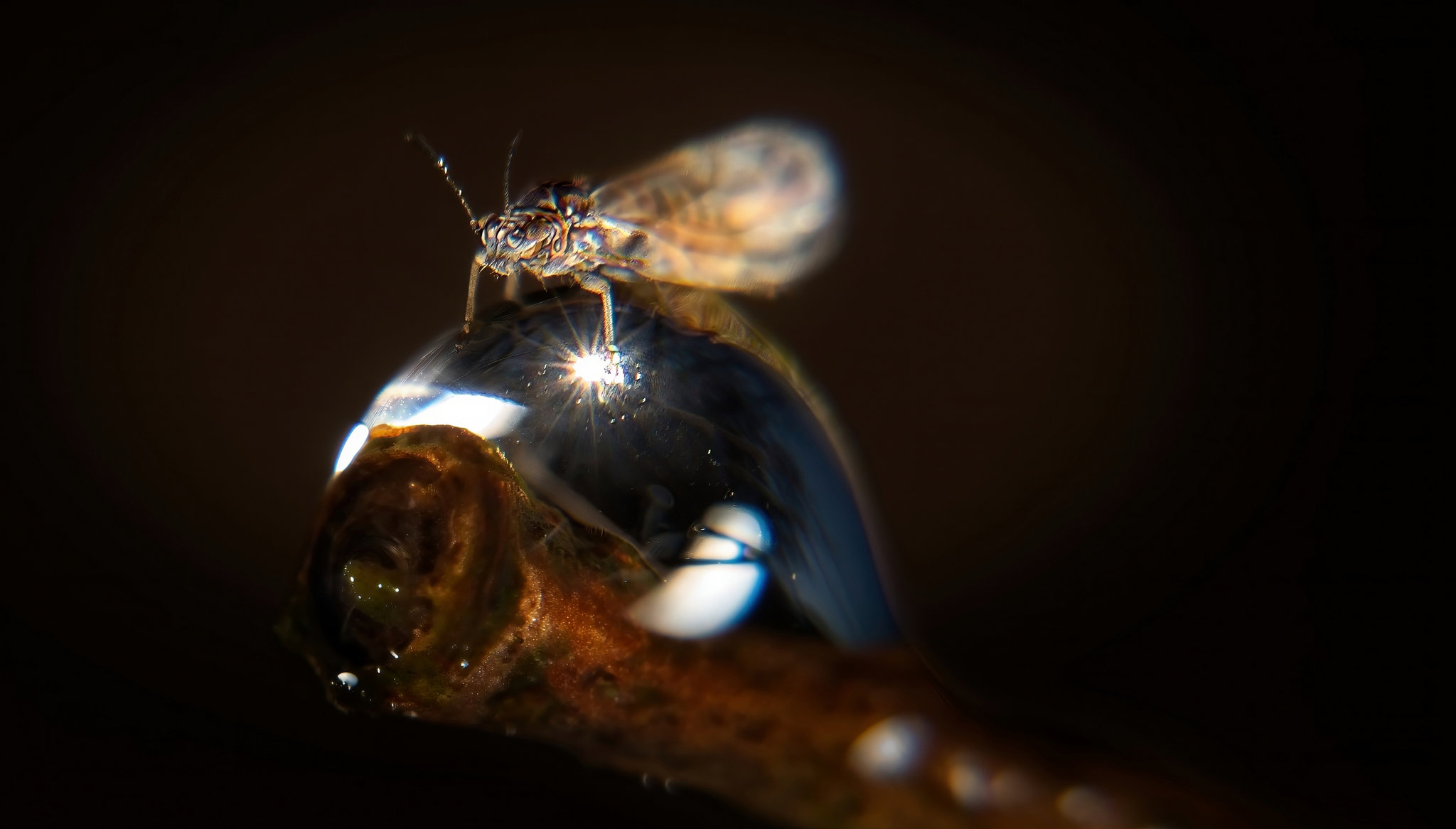 Der Ritt auf dem Wassertropfen :))  The ride on the water drop :))  La balade sur la goutte d'eau :))