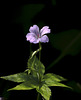 Géranium noueux