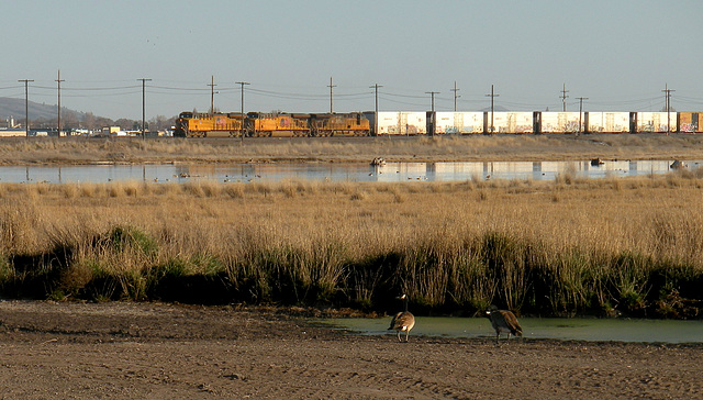 Union Pacific freight train