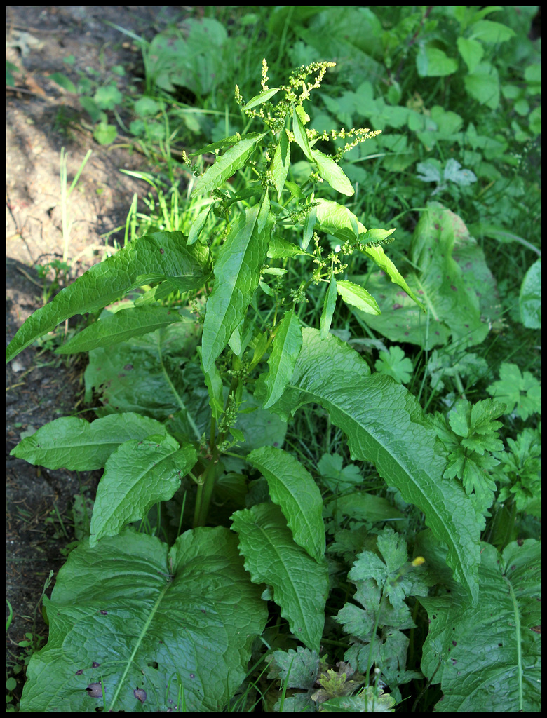 Rumex obtusifolius (7)