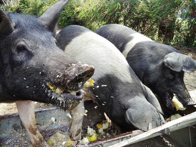 piggy heaven