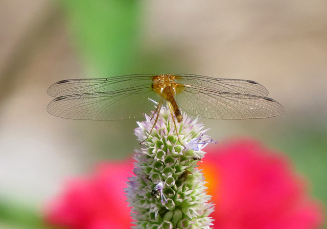 Female Ruby Pondhawk