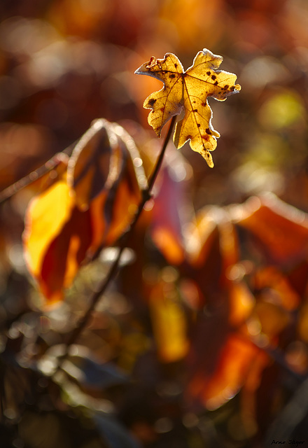 Herbstfarben