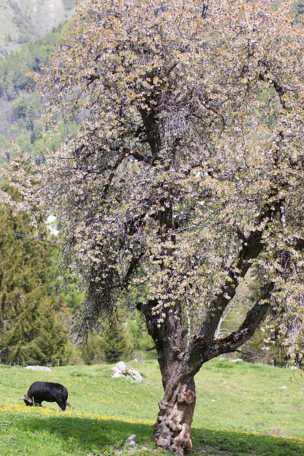 la vache dans le pré...