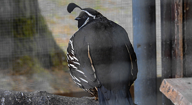 20200516 7357CPw [D~HF] Schopfwachtel (Callipepla californica), Herford