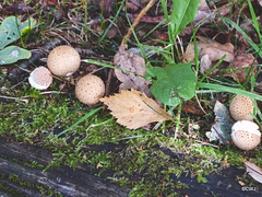 Puffballs? Growing on an old Telegraph pole being used as a step in the garden