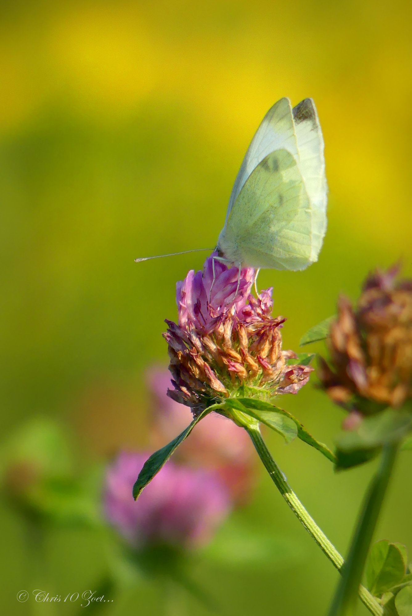 Small white ~ Klein koolwitje (Pieris rapae)...