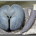 Seychelles : un vero scherzo della natura : i semi del cocò-de-mer, femmina e maschio nascono sulla stessa pianta - il seme più grande del mondo